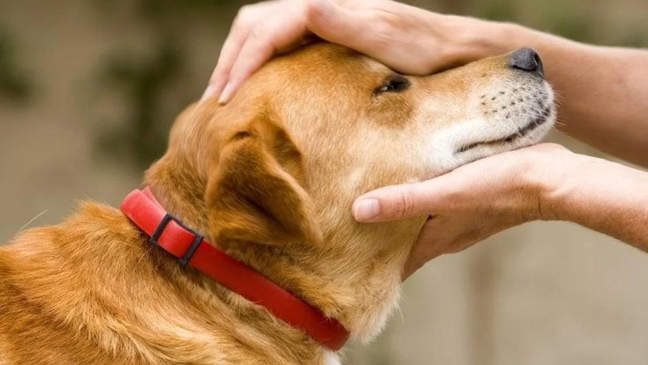 Avvertimento per gli amanti dei cani
