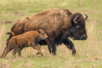 Bison Reintroduction in North America