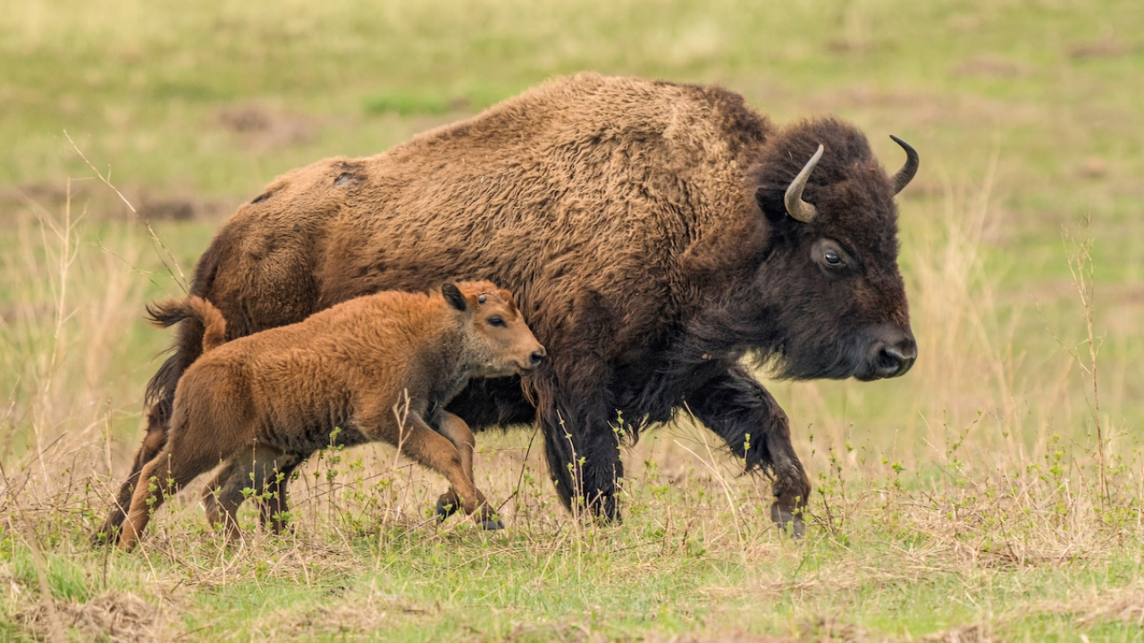 Bison Reintroduction in North America