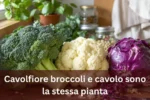Cavolfiore broccoli e cavolo sono la stessa pianta